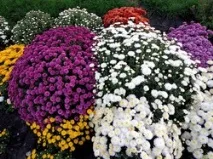 клумбу