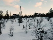 дървосекачи красиви