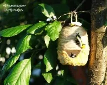 кошер кошер