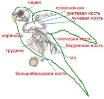 Органи травлення хвилястого папужки хвилястого