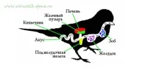 храносмилателните папагала