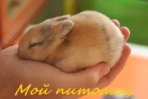 зърнени храни декоративен