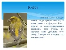 птица билки