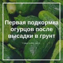 първото след