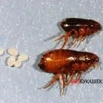появяват земните
