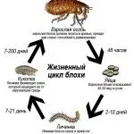 бълхи земните