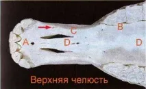долната челюст устата
