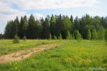 близо гората
