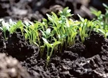 Ґрунт для посіву насіння на розсаду на ґрунт