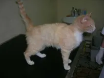 защо защо