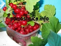 Помідори в яблучний сік на зиму яблучний