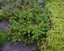 Популярні види та сорти сукуленту очиток сукуленту