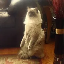 стоять