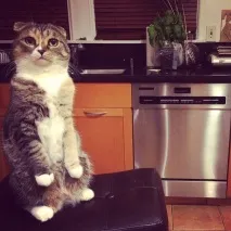котів