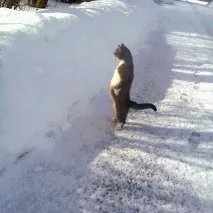 двох