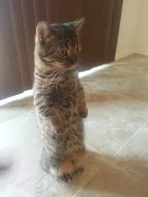 двох
