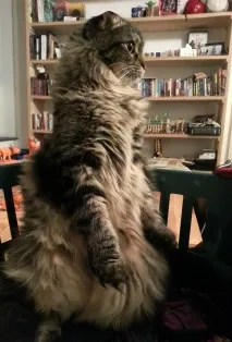котів