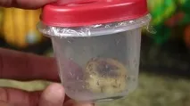 Причини появи мух дрозофіл, і як позбутися їх слід