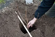 касис касис