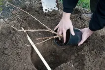 засаждане през