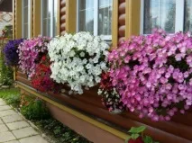 Покрокове вирощування петунії з насіння як зібрати насіння, посадити розсаду та виростити петунію насіння