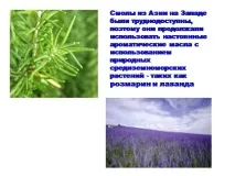 Презентація на тему - Ароматичні ефірні олії та їх використання - з хімії олії