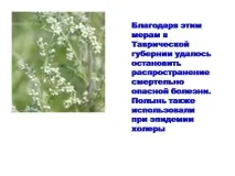 Презентація на тему - Ароматичні ефірні олії та їх використання - з хімії олії