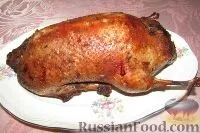 птица птица