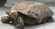 Подорож на Галапагоські острови можна