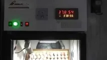 Професійний інкубатор для яєць як вибрати для перепелів та курей курей