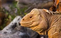 Подорож на Галапагоські острови галапагоські