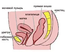 Пролапс матки - Хвороби - Медичний центр Клініка Здоров’я пролапс