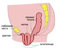 Пролапс матки - Хвороби - Медичний центр Клініка Здоров’я медичний