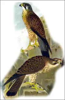 falco