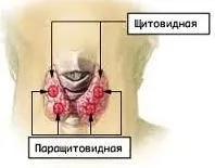 жлези партхигроидните