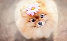 снимка кучета
