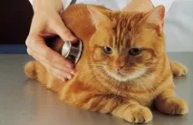 недостатъчност сърдечна