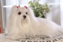 снимка най-сладките