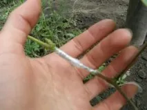 майчиното растение култури