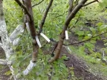 възпроизвеждане майчиното растение