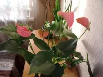 след като дома