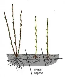 култури чрез коренови