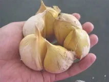 чесън чесън
