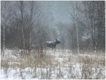 Рікошет - Виживання в дикій природі та екстремальних ситуаціяхВиживання в дикій природі та ситуаціяхвиживання