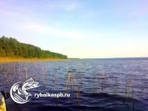 ленинградска ленинградска