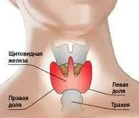 щироидата щироидата