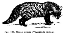 семейството Viverridae семейство бозайници