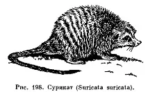 Viverridae семейство бозайници Viverridae семейство