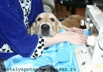Сайт Річарда, золотистого ретрівера річарда