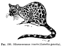 viverridae семейството